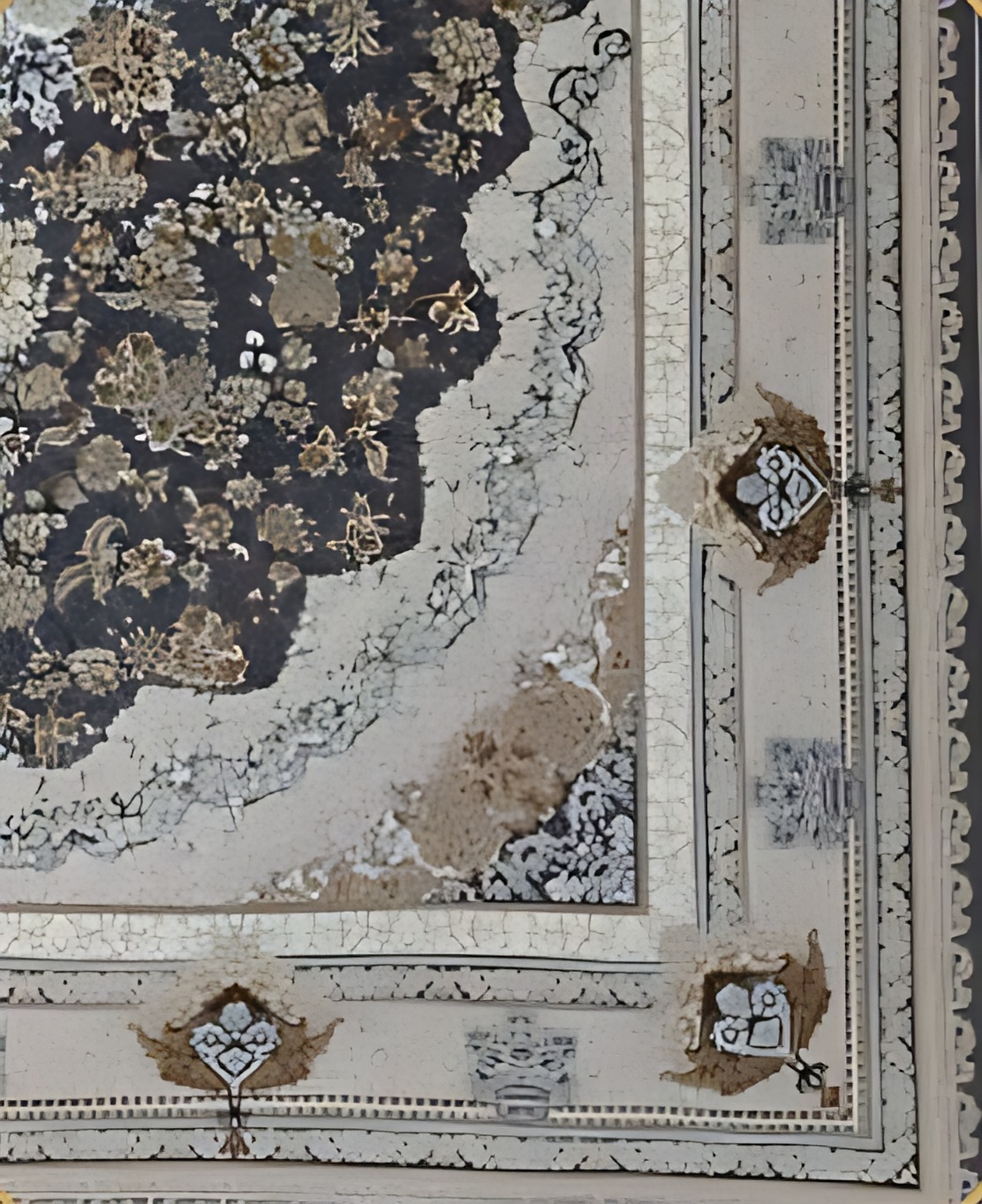 پونه دلفینی طرح برجسته